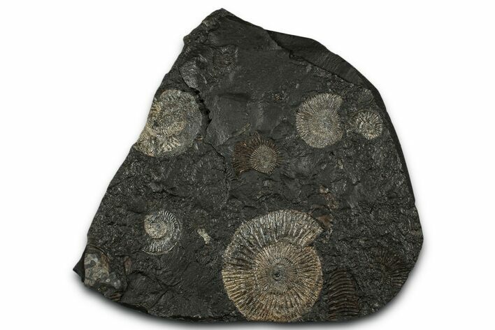 Fossil Ammonite Cluster - Posidonia Shale, Germany #353551